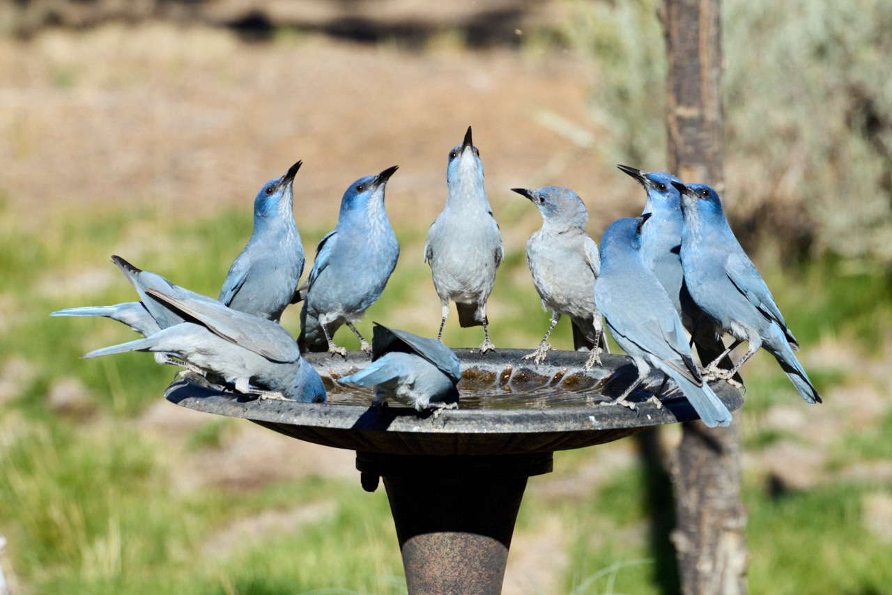 Pinyon Jays, photographer, Abbott Schindler