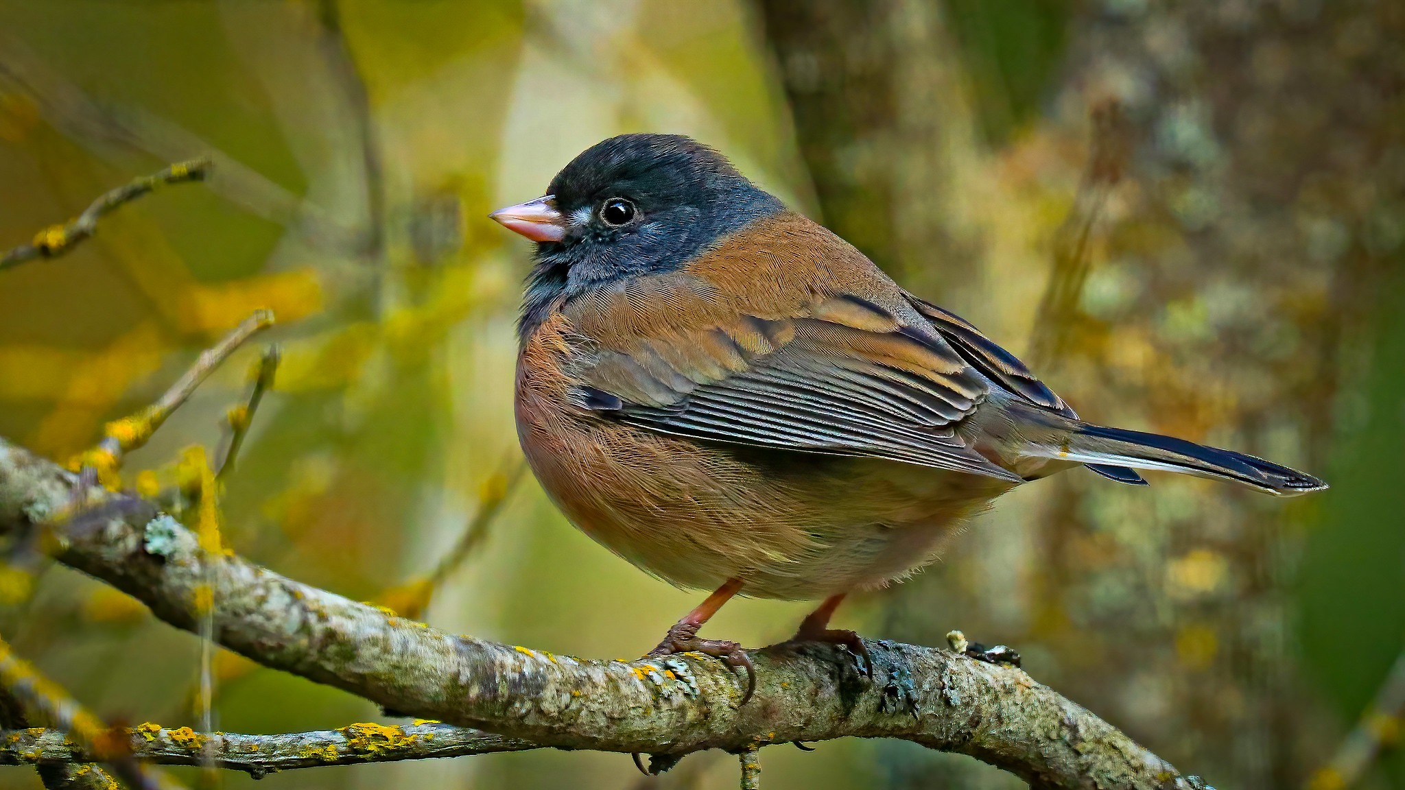 Dark-eyed Junco, photographer, Lane Wintermute