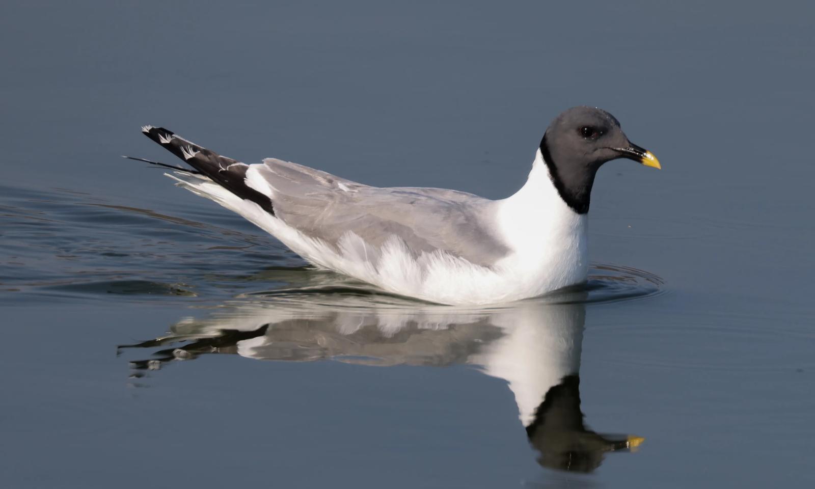 Sabine’s Gull, photographer, ECBA member Chuck Gates