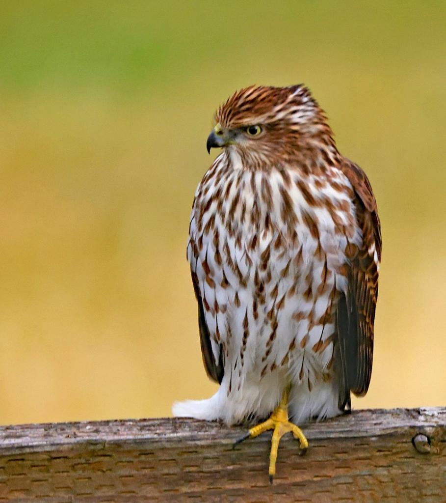 Sharp Shinned Hawk, photographer, Harry Johnson