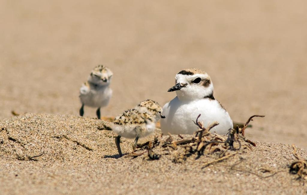 Western Snowy Plover, photo by Mick Thompson