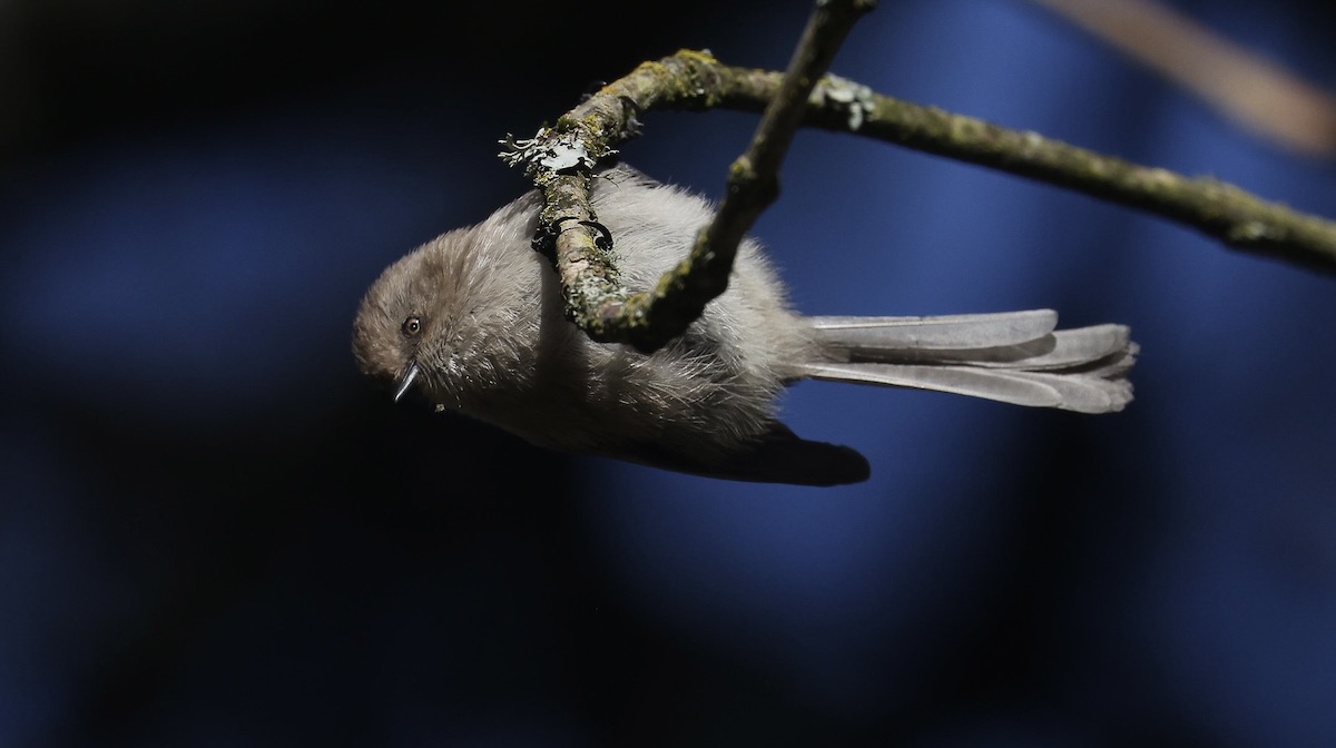 Bushtit, photo by Chuck Gates