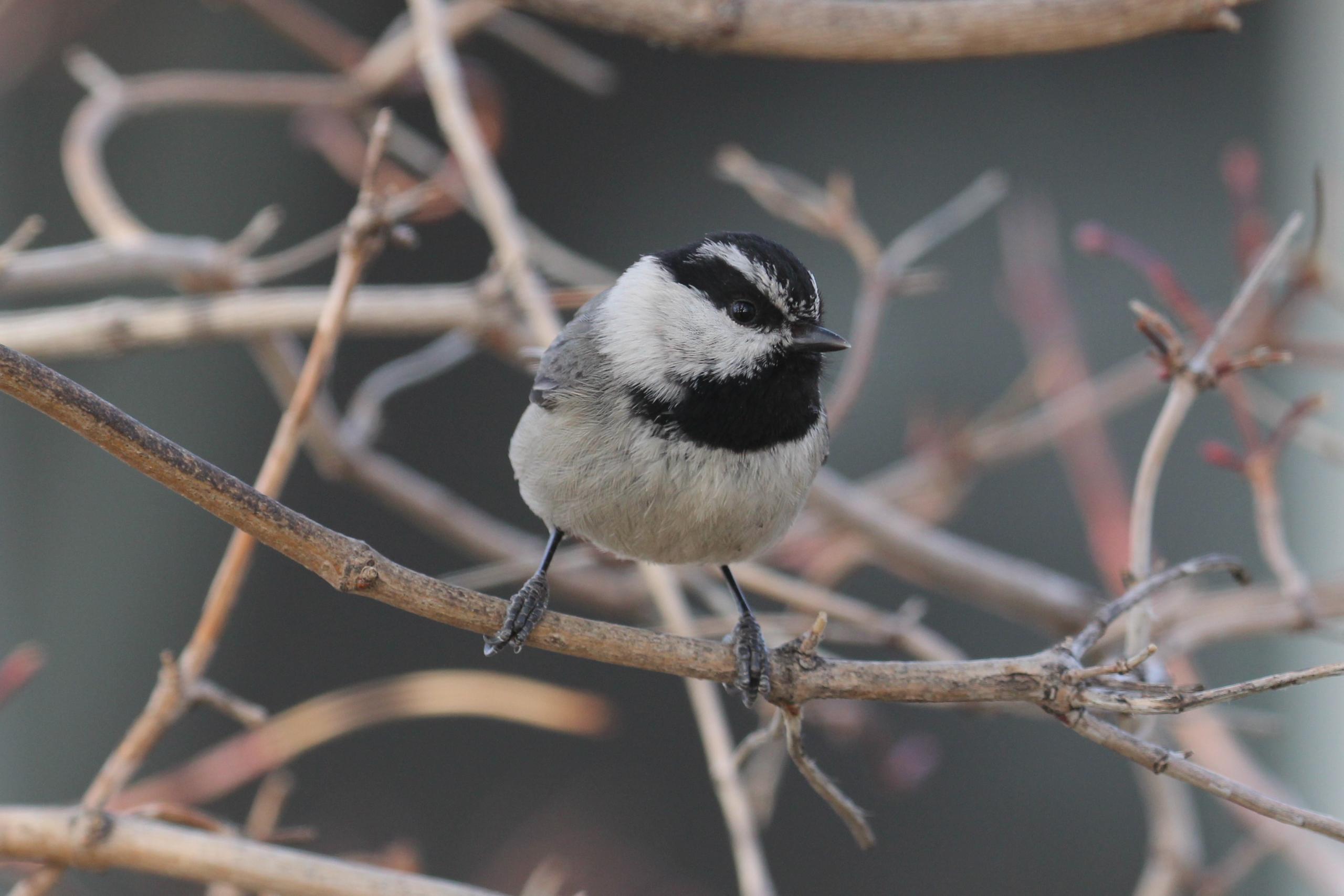 Mountain Chickadee, photo by Chuck Gates