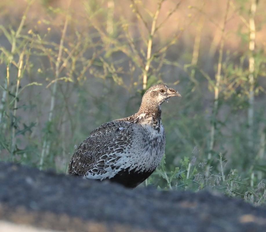 Greater Sage Grouse, photo by Chuck Gates