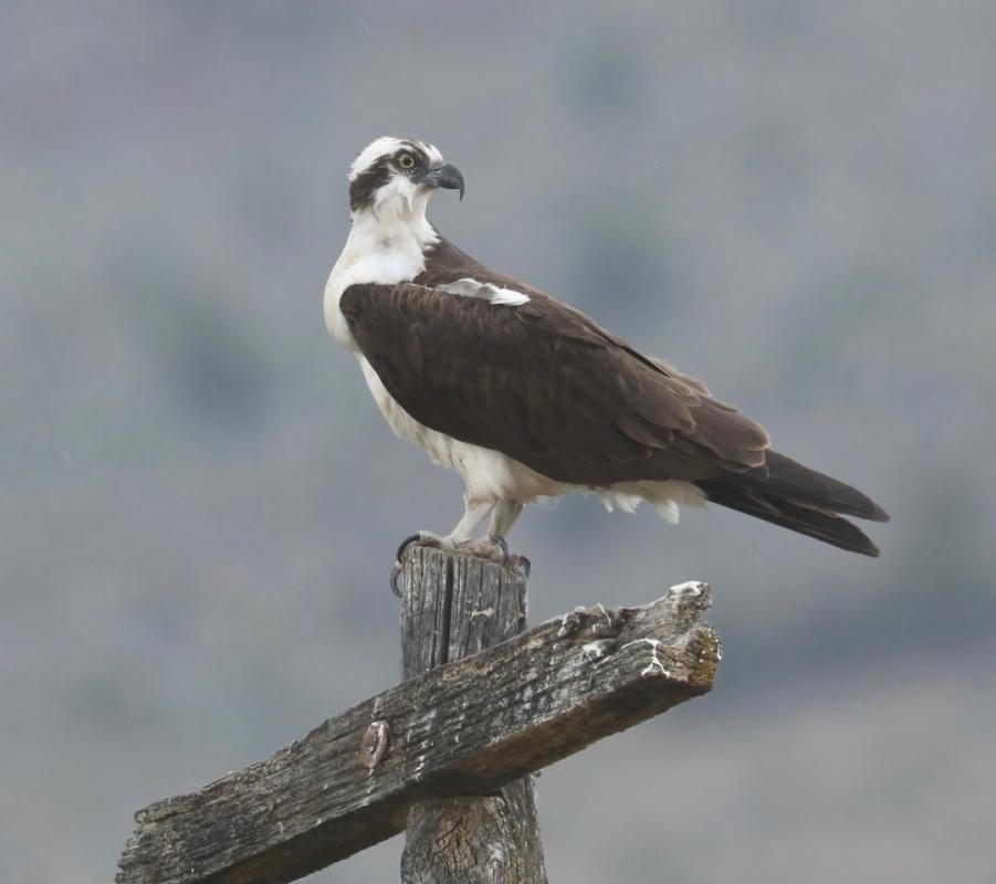 Osprey, photo by Chuck Gates