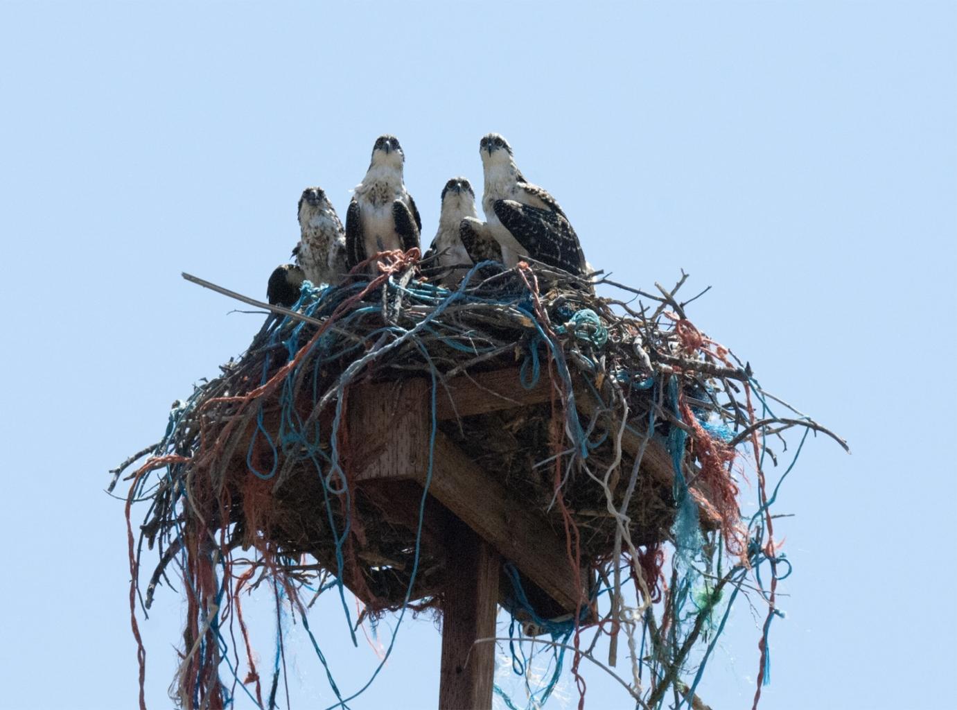 Osprey family, photographer, Kevin Smith 2014