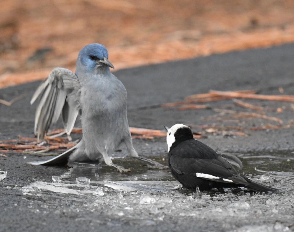 White-headed Woodpeckers and Pinyon Jays Photo by Sevilla Rhoads