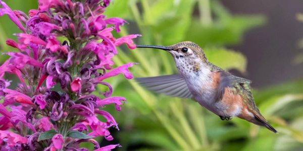 Hummingbird, photo by Barb Rumer
