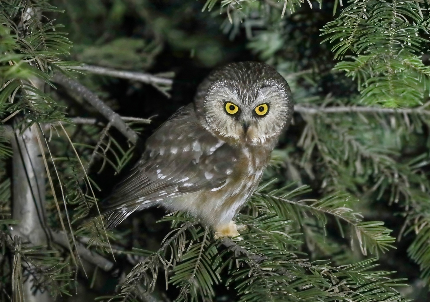 Northern Saw-whet Owl, photo by Chuck Gates