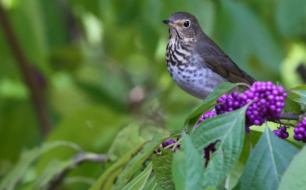 Swainson's Thrush on American beautyberry (Callicarpa americana) by David Disher / Macaulay Library.