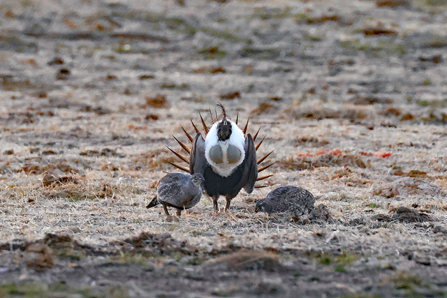 Sage Grouse (M) 2026, photo by Harry Johnson