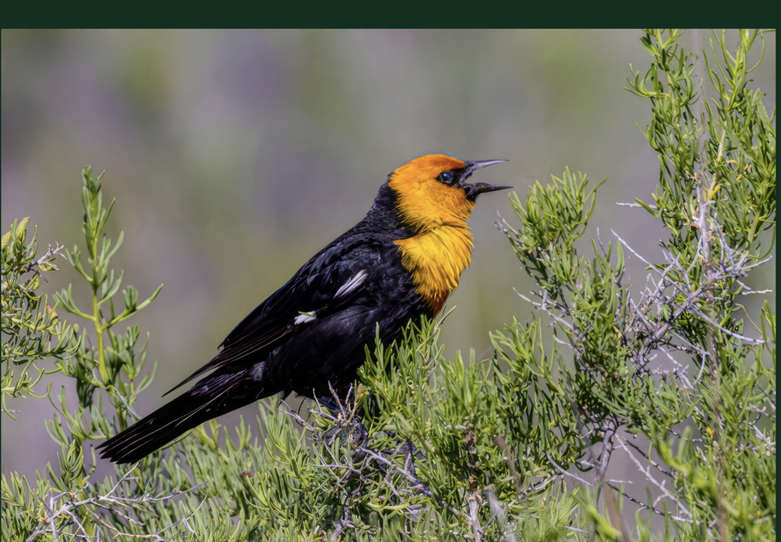 Yellow-headed Blackbird, photo by Lane Wintermute