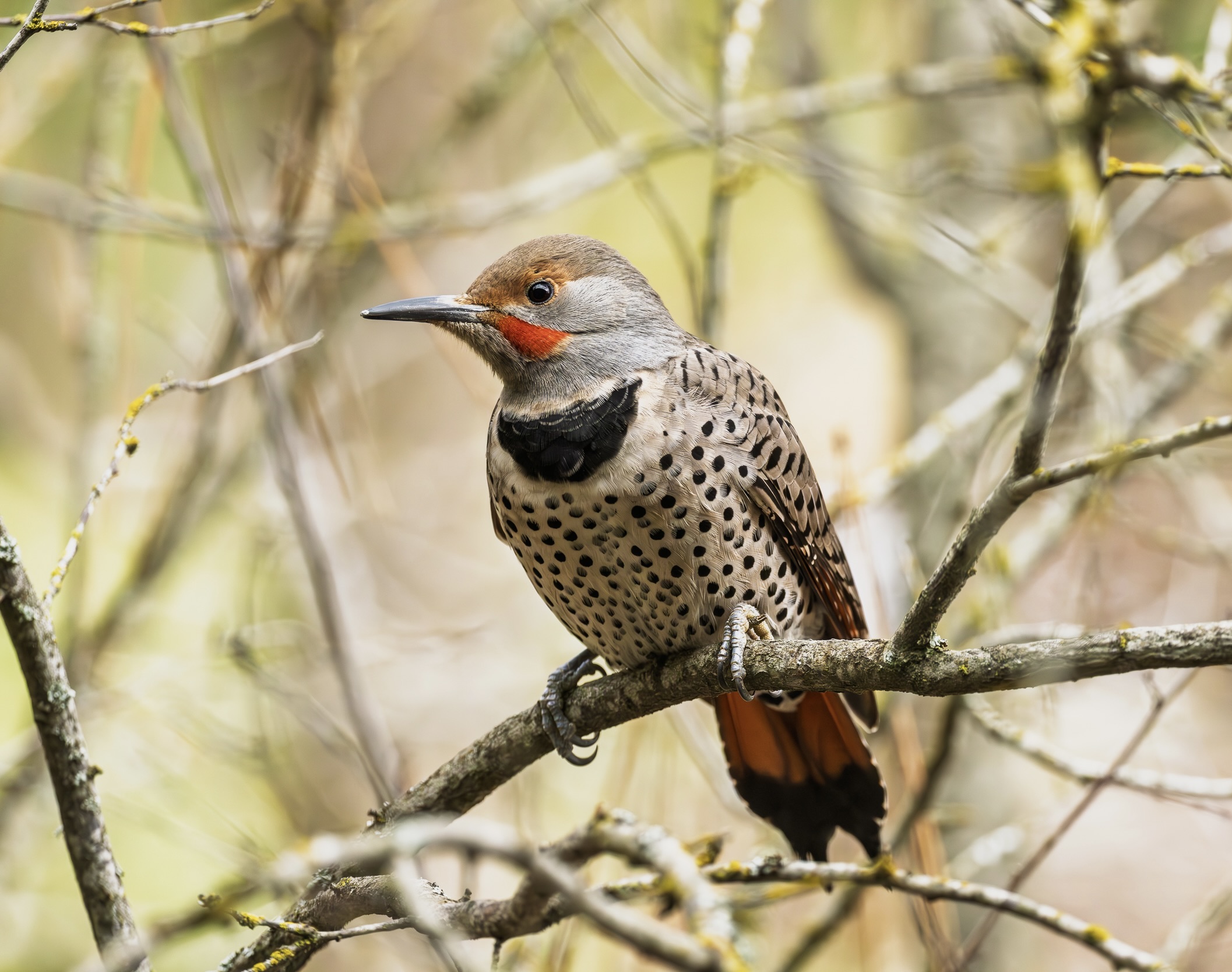 Male Northern Flicker, photo by Lane Wintermute