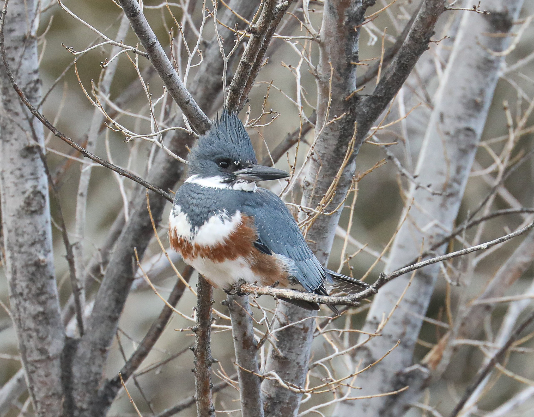 Belted Kingfisher, photo by Chuck Gates