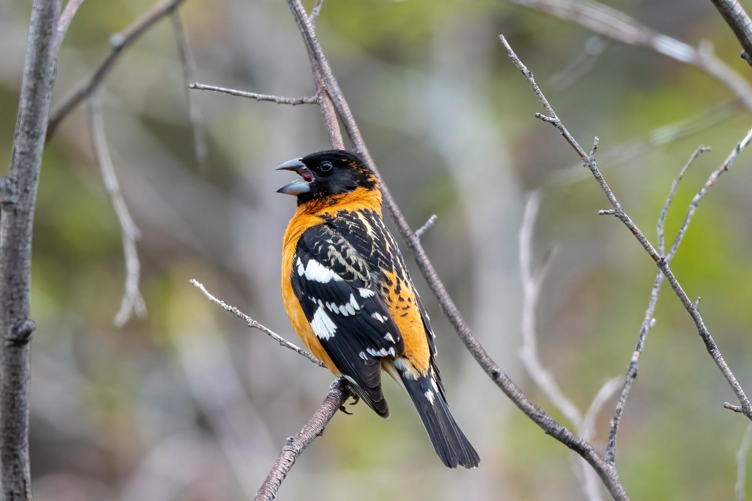 Black-headed Grosbeak, photo by Tom Grosbeak