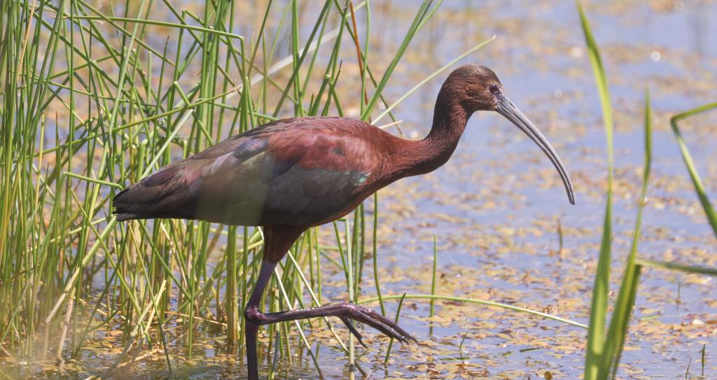 White-faced Ibis, photo by Gates Chuck