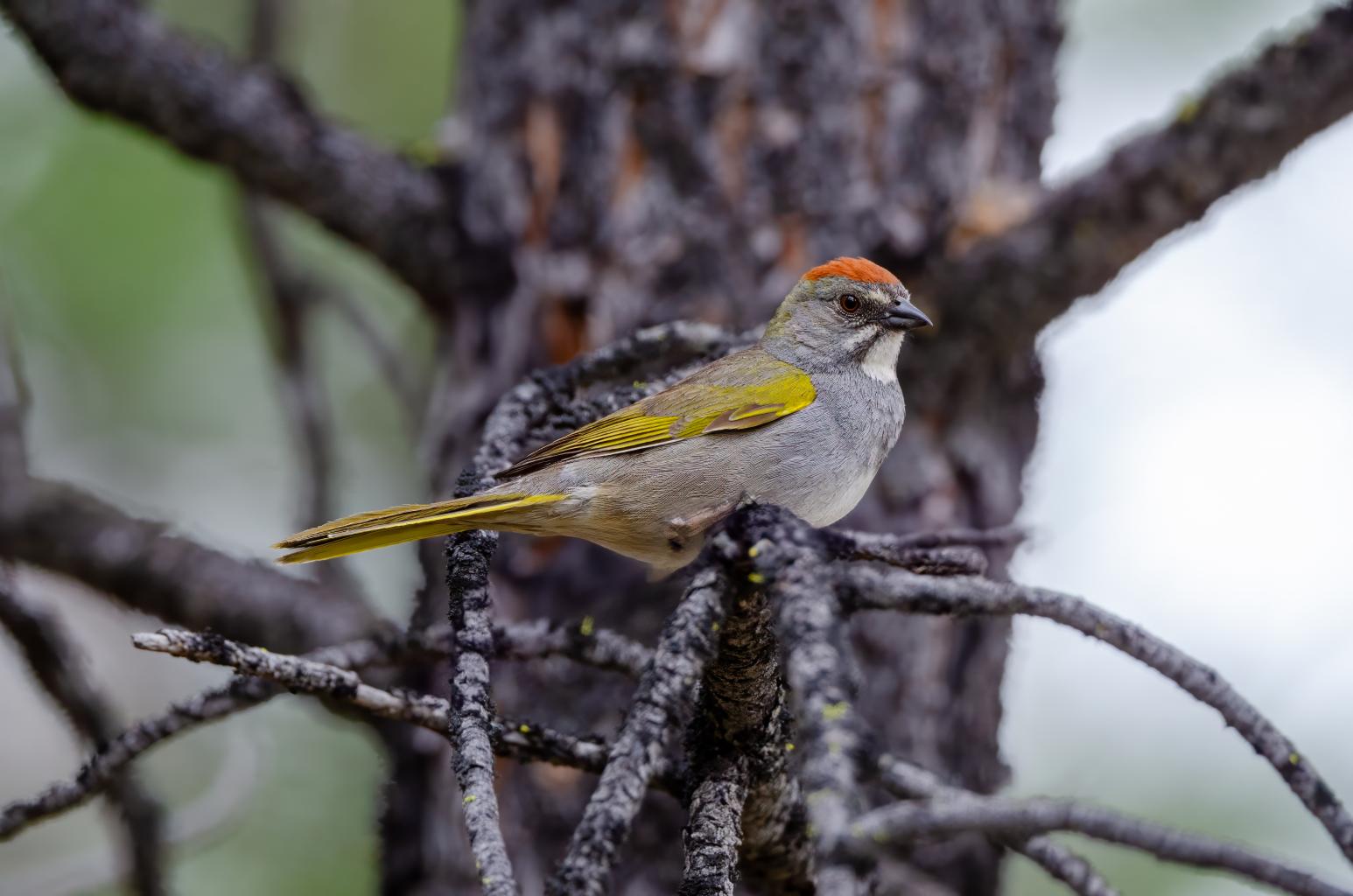 Green-tailed Towhee, photo by Tom Crabtree