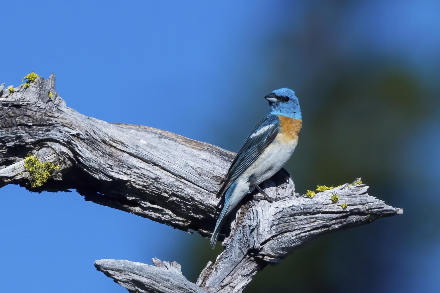 Lazuli Bunting, photo by Tom Crabtree