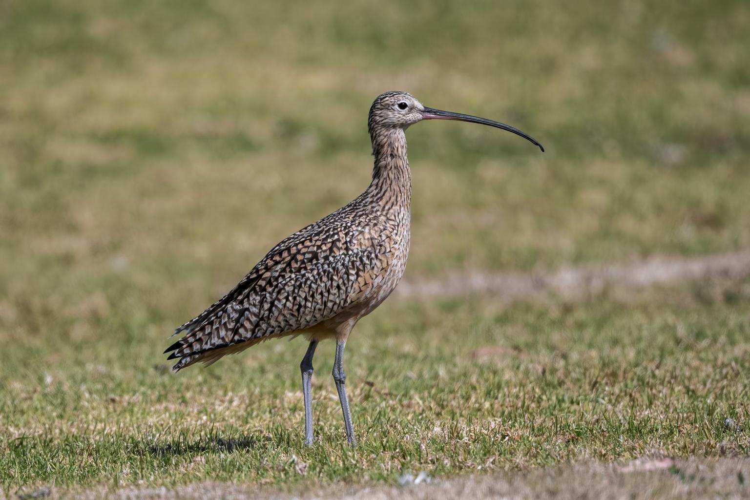 Long-billed Dowitcher