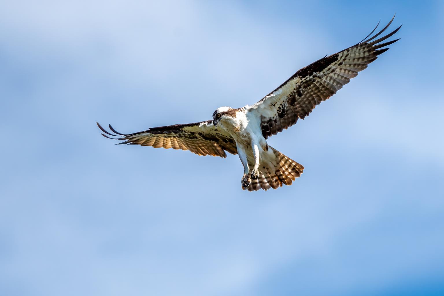 Osprey, photo by Tom Crabtree