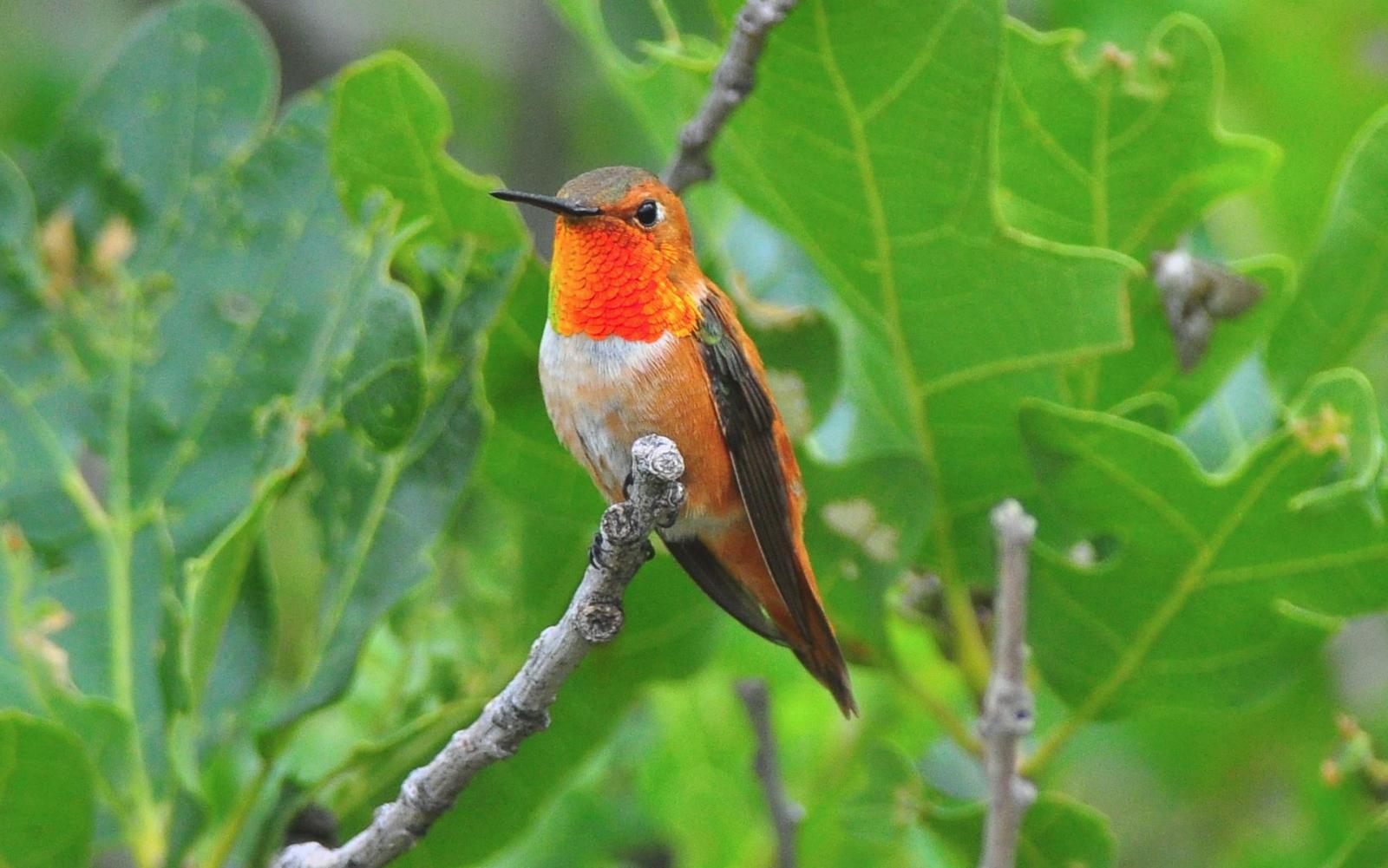 Rufous Hummingbird, photo by Tom Crabtree