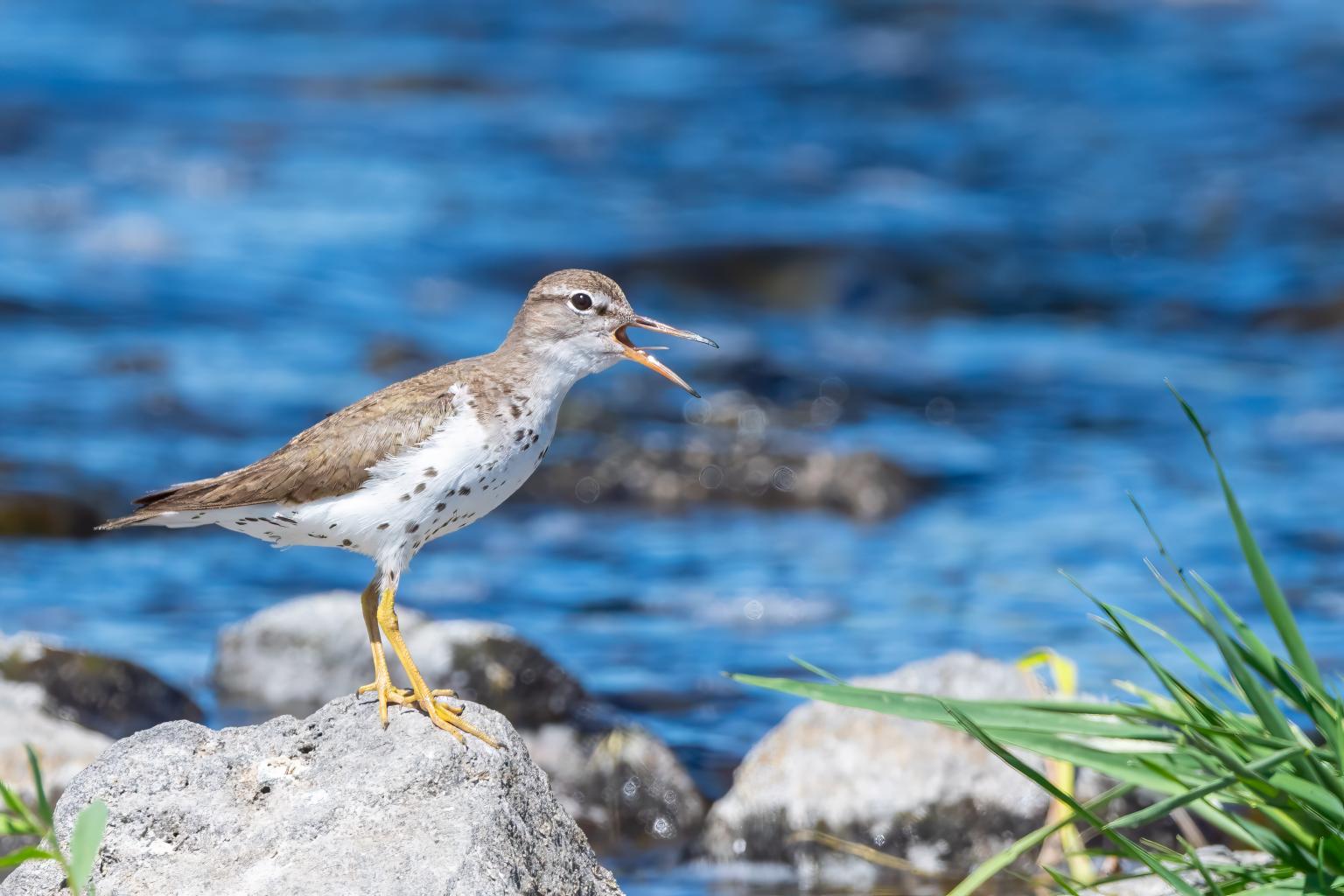 Spotted Sandpiper, photo by Tom Crabtree
