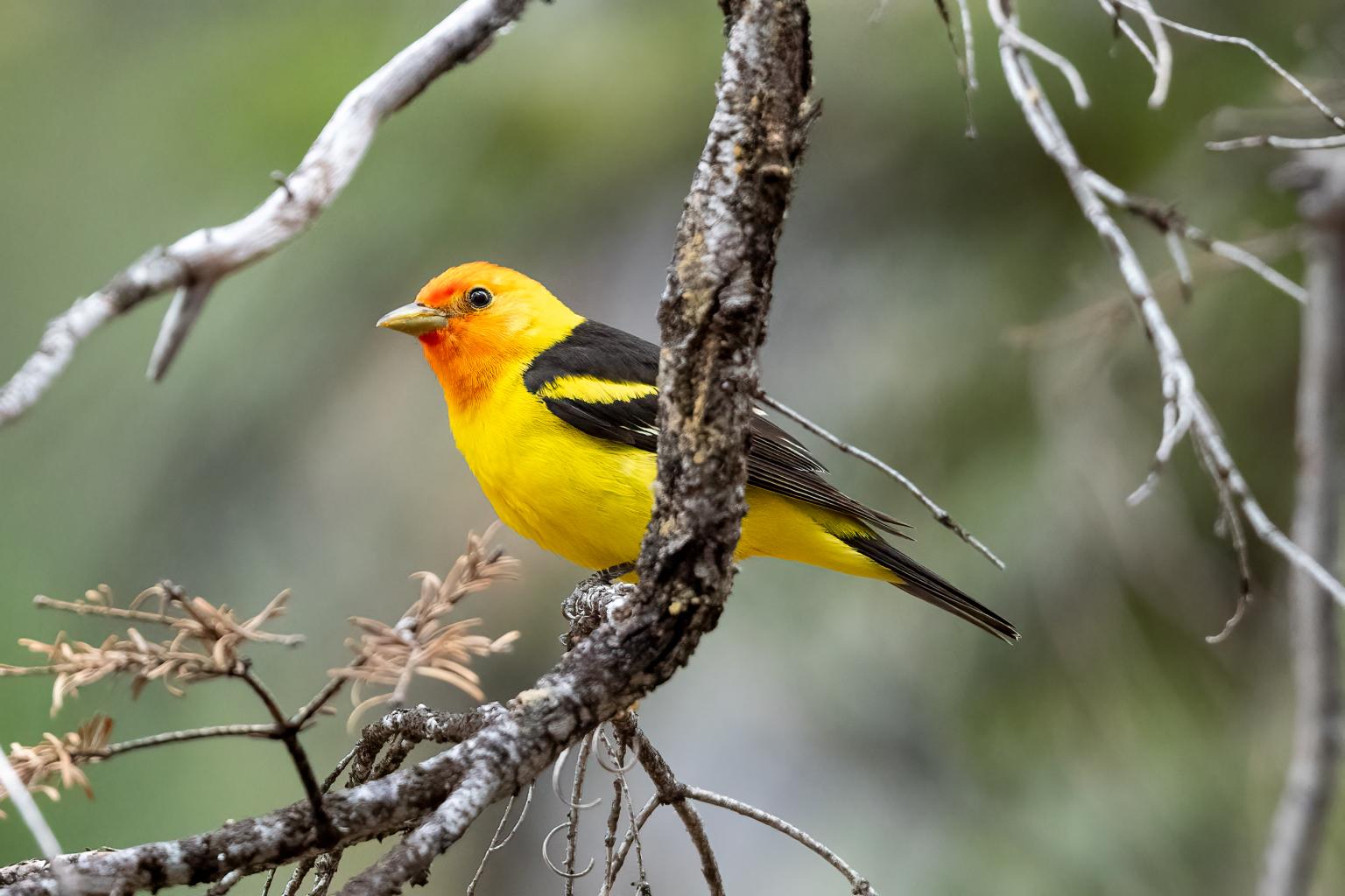 Western Tanager, photo by Tom Crabtree