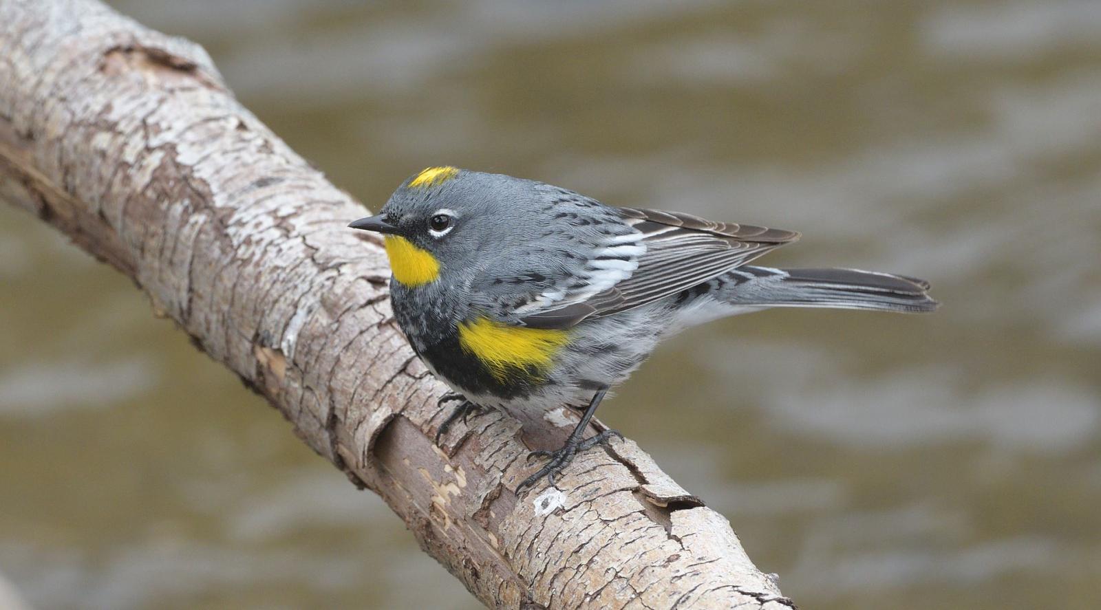 Yelllow Rumped Warbler, photo by Tom Crabtree