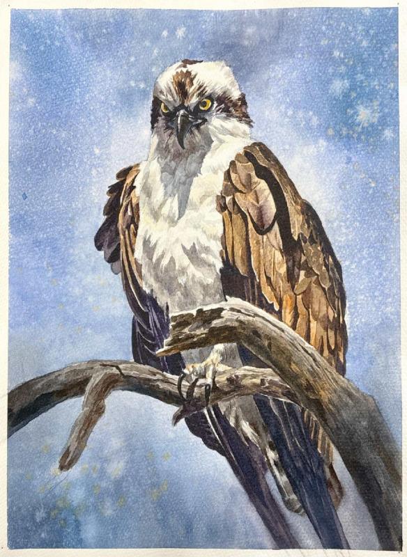 Osprey by L.Lu