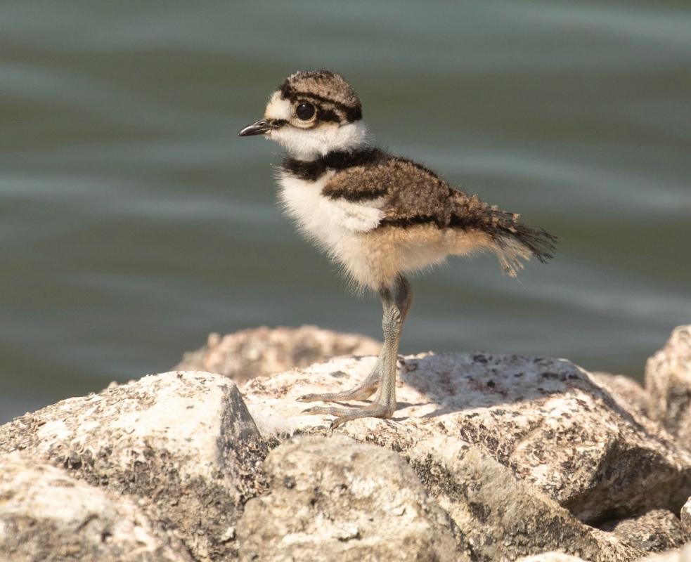 Killdeer chick, photo by Chuck Gates