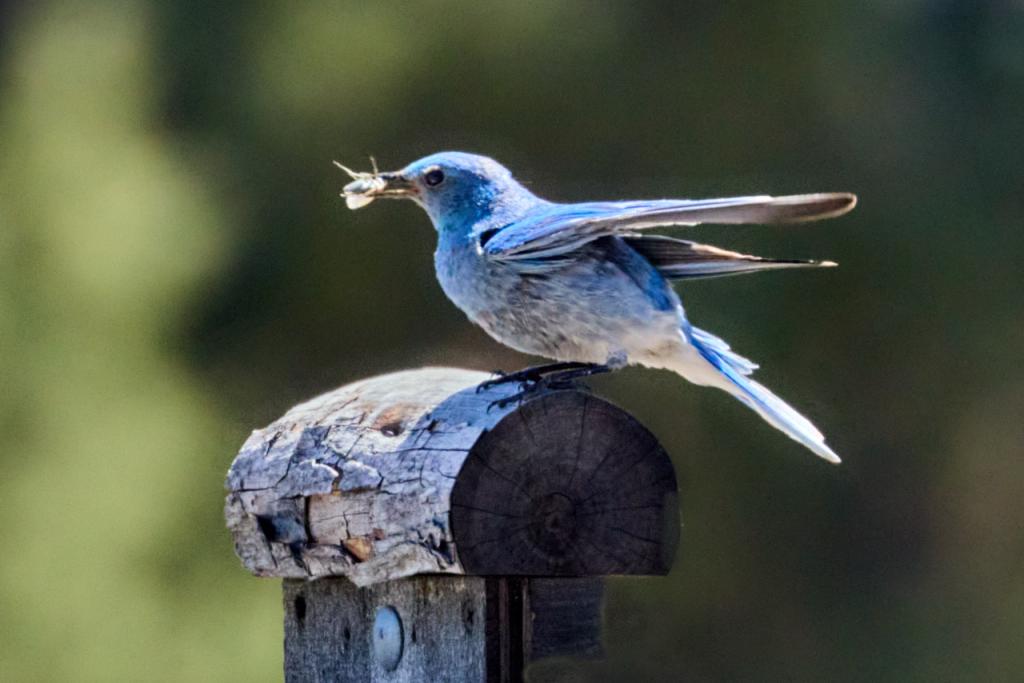 Mountain Bluebird, photo by Abbott Schindler