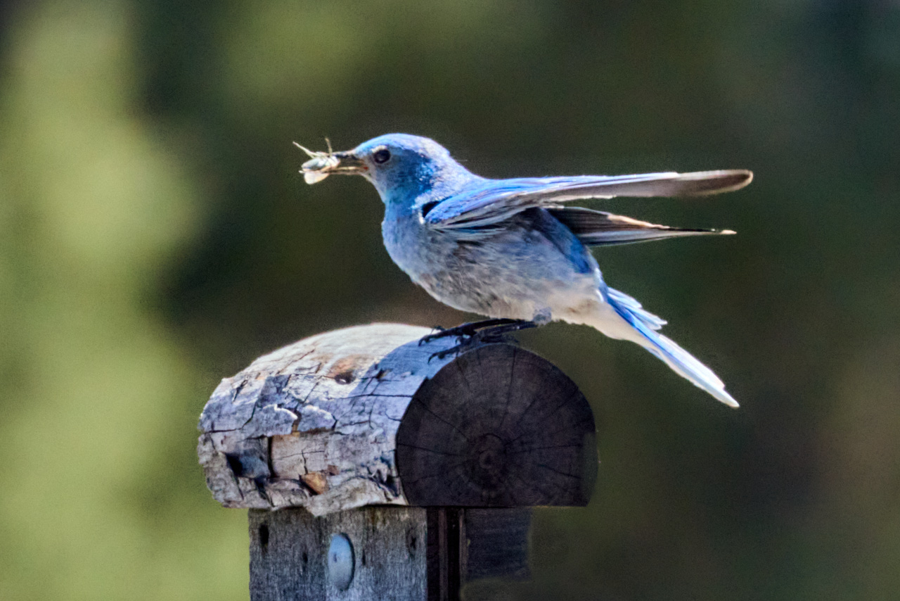 Mountain Bluebird, photo by Abbott Schindler