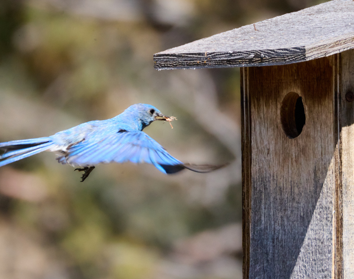 Mountain Bluebird with food, photo by Abbott Schindler