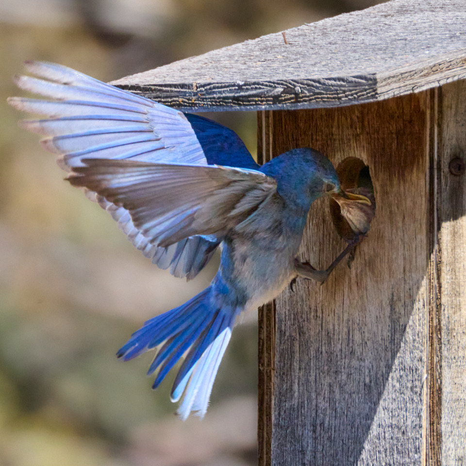 Mountain Bluebird feeding young, photo by Abbott Schindler