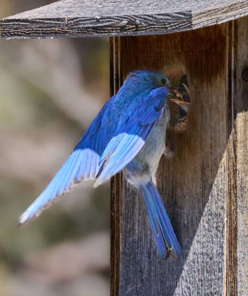 Mountain Bluebird feeding young, photo by Abbott Schindler