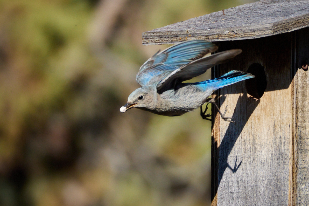 Mountain Bluebird off to find more food, photo by Abbott Schindler