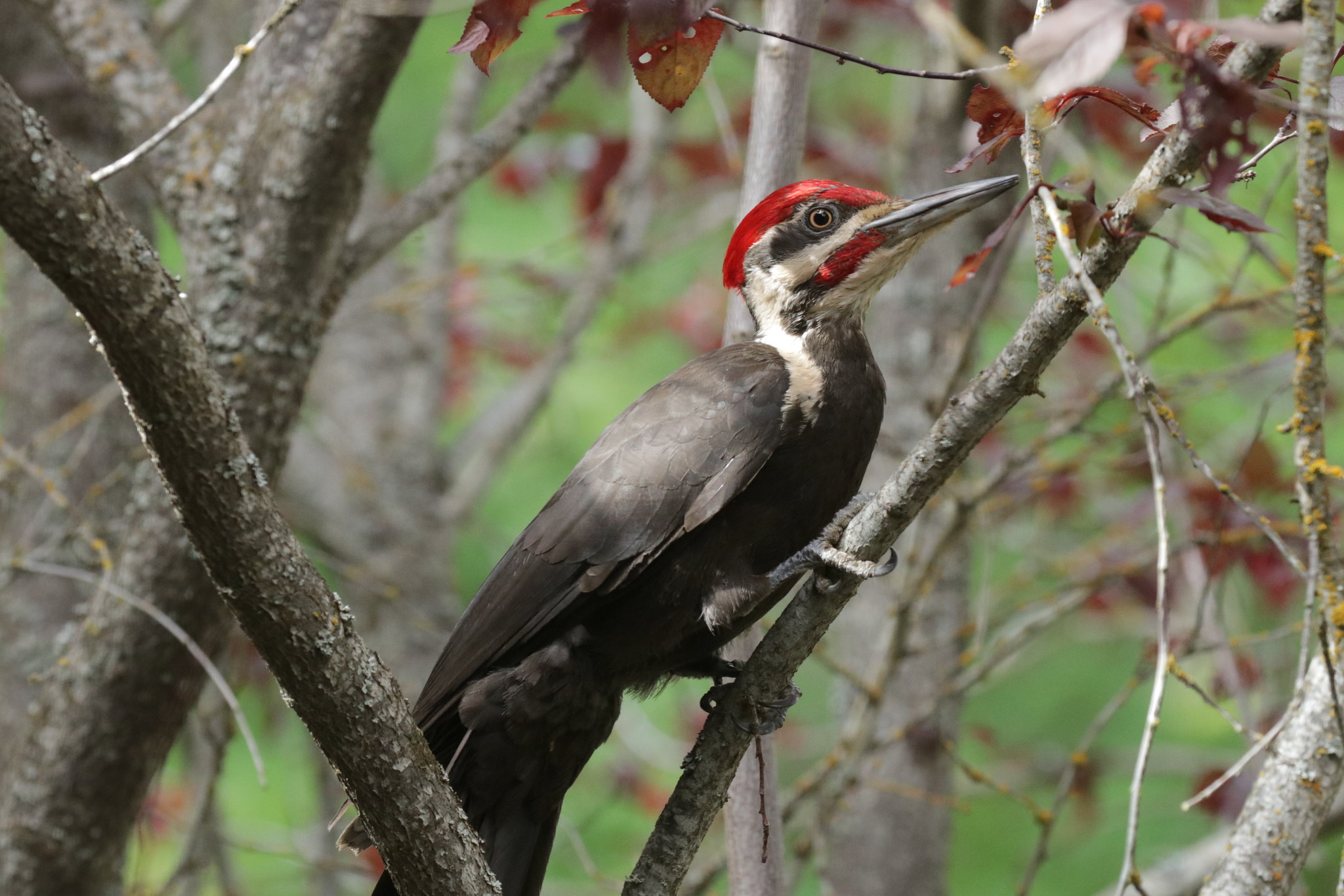 Pileated Woodpecker, photo by Lane Wintermute