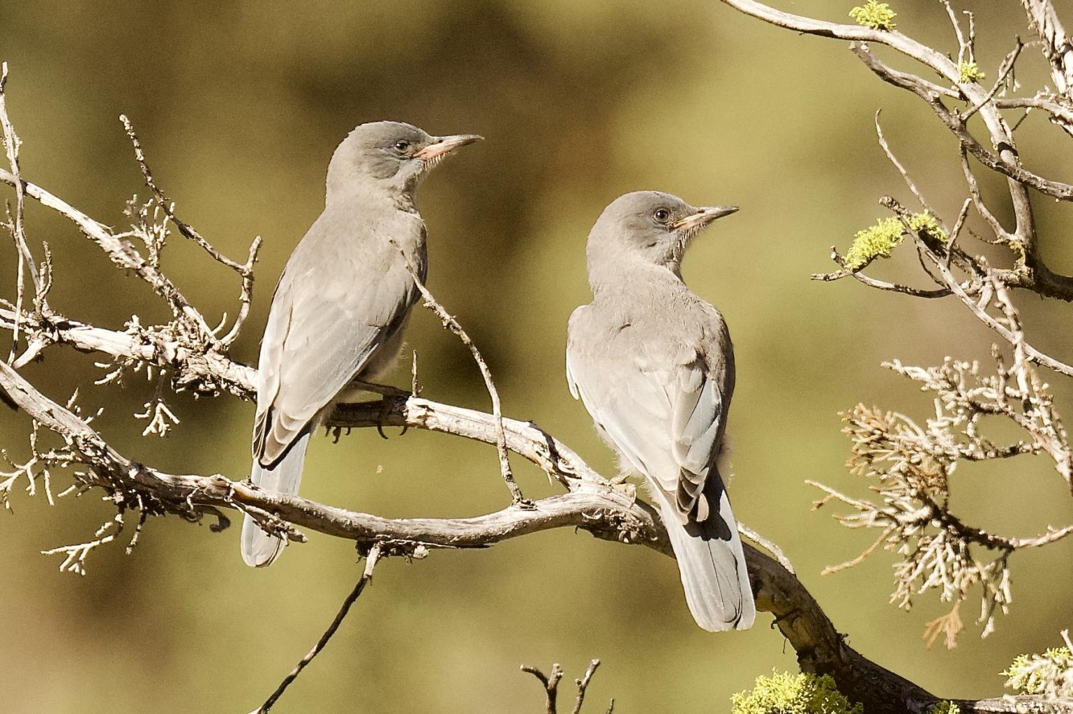 Pinyon Jay fledglings, note gray coloration as opposed to the blue of an adult, photographer Laurel Collins