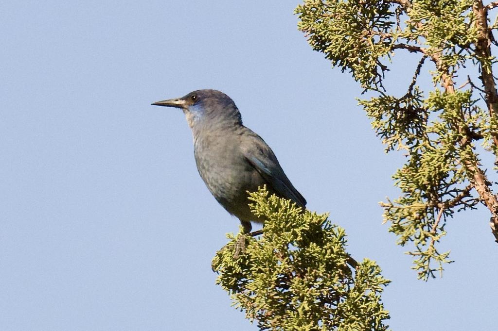 Pinyon Jay adult sentinel typically perches on the tops of conifers, photographer, Laurel Collins