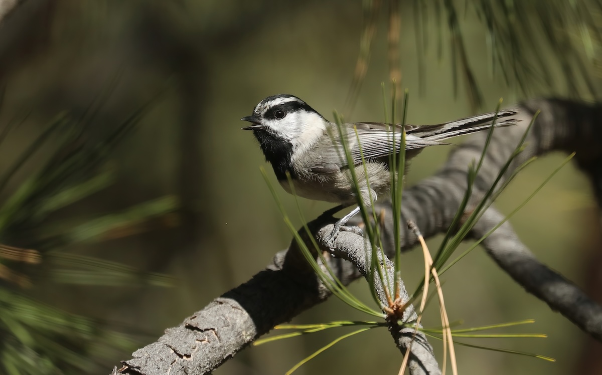 Mountain Chickadee, photo by Chuck Gates