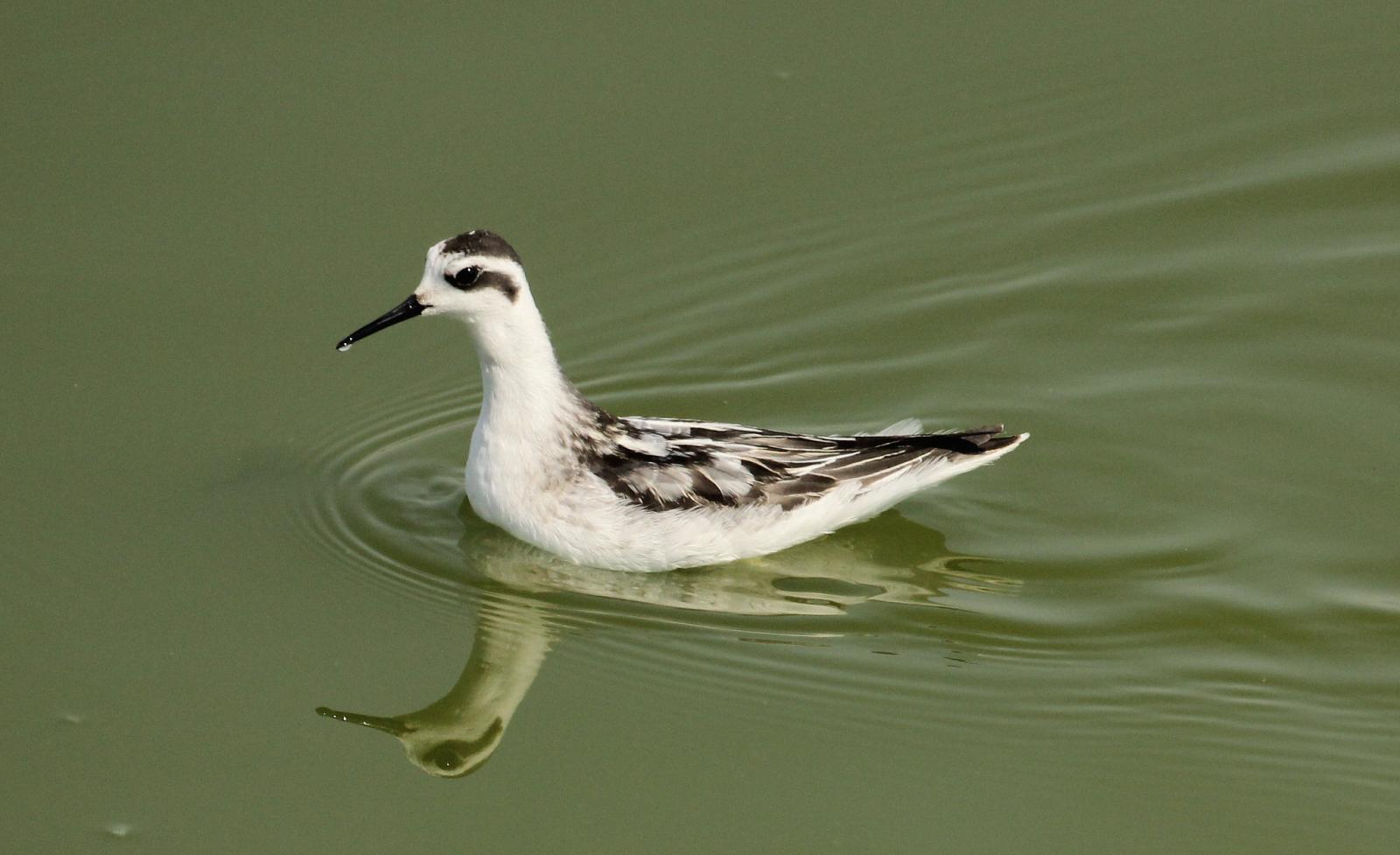 Red-necked Phalarope, photographer Chuck Gates