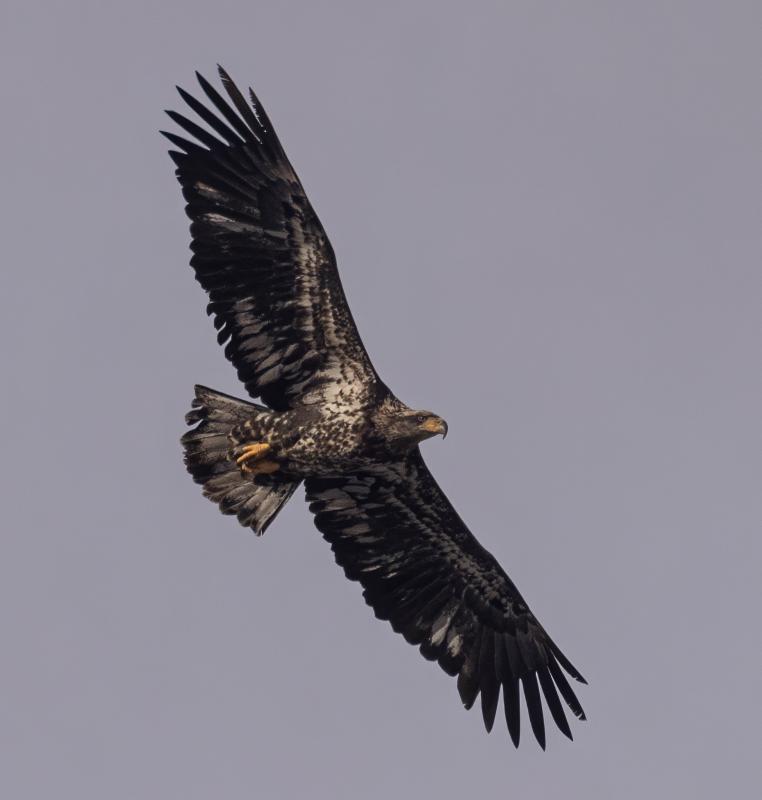 Bald Eagle, photo by Chuck Gates