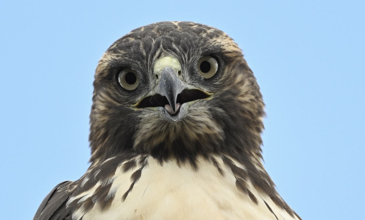 Red-tailed Hawk, photographer, David Sowards-Emmerd