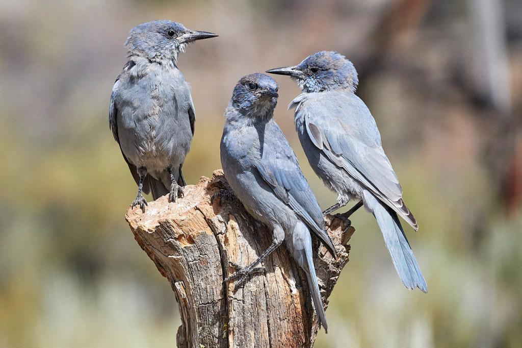 Pinyon Jays, photo by Abbott Schindler