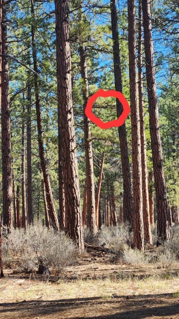 Pinyon Jay Nest Building Tree at Tollgate Site (Ponderosa Tree) – April 2026