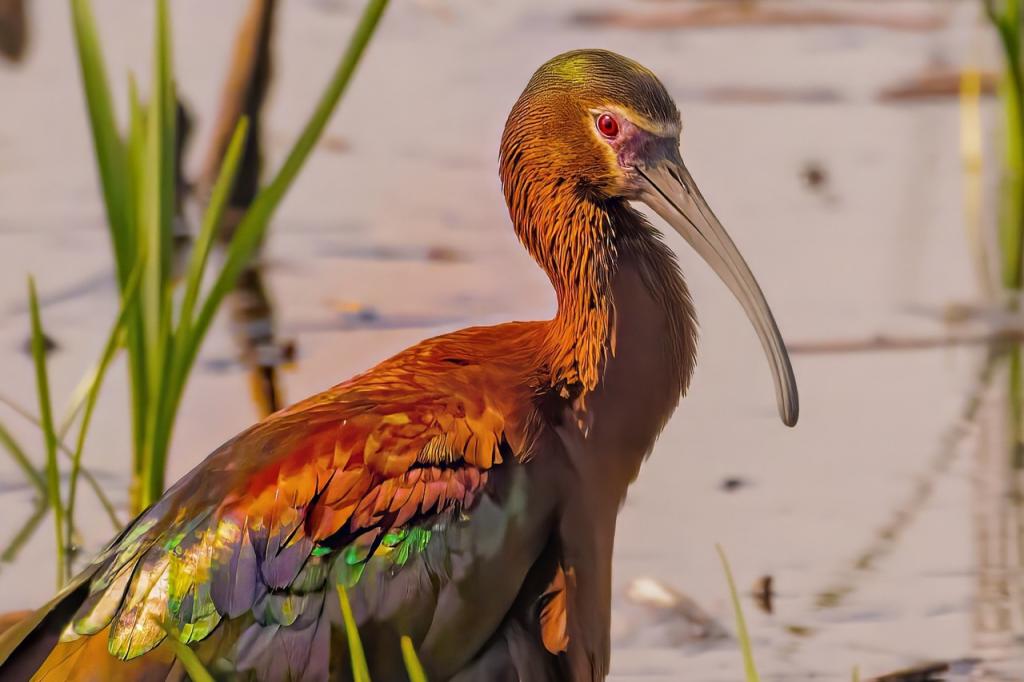White-faced Ibis, photo by Lane Wintermute