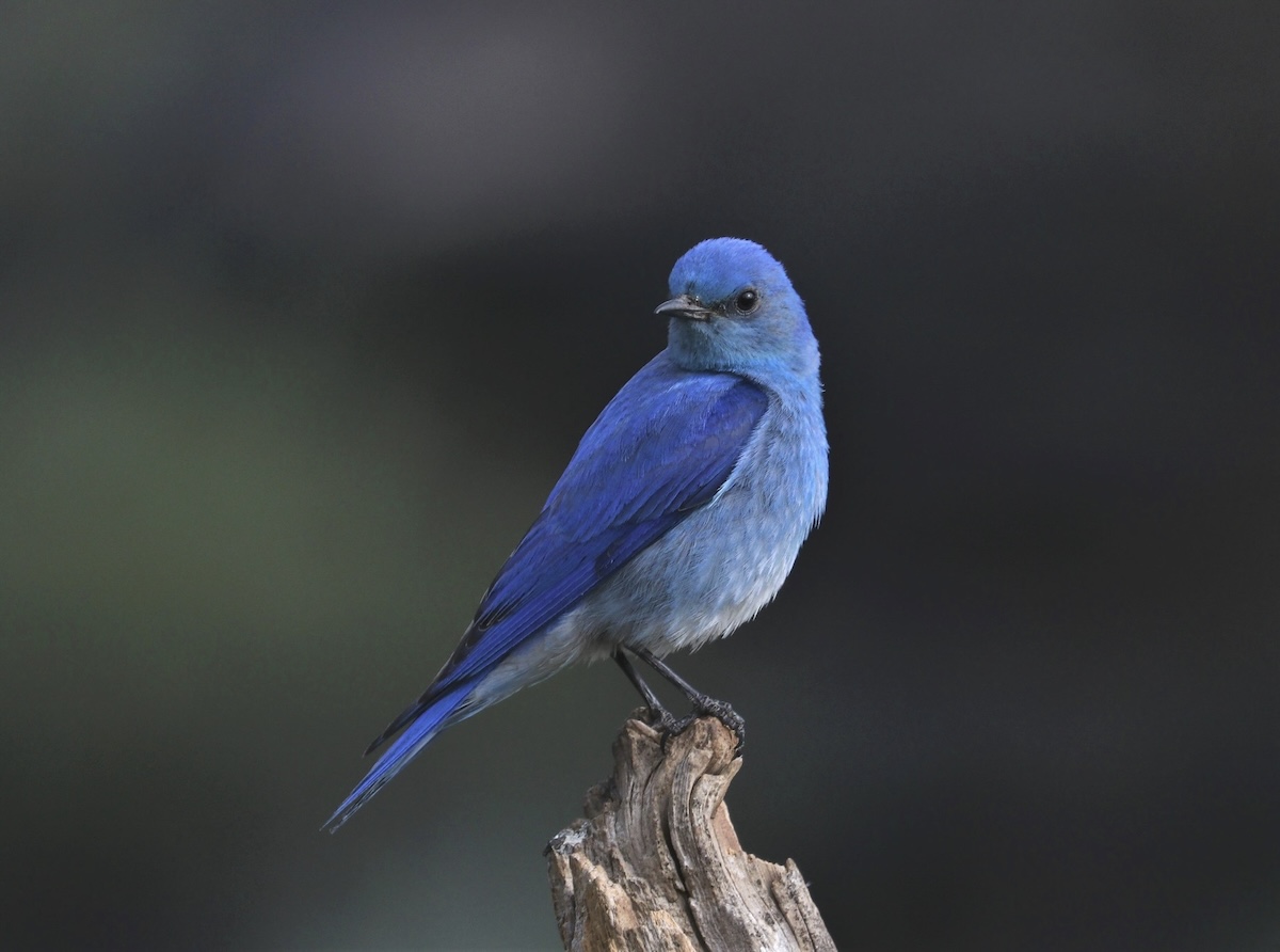 Mt Bluebird, photographer Chuck Gates