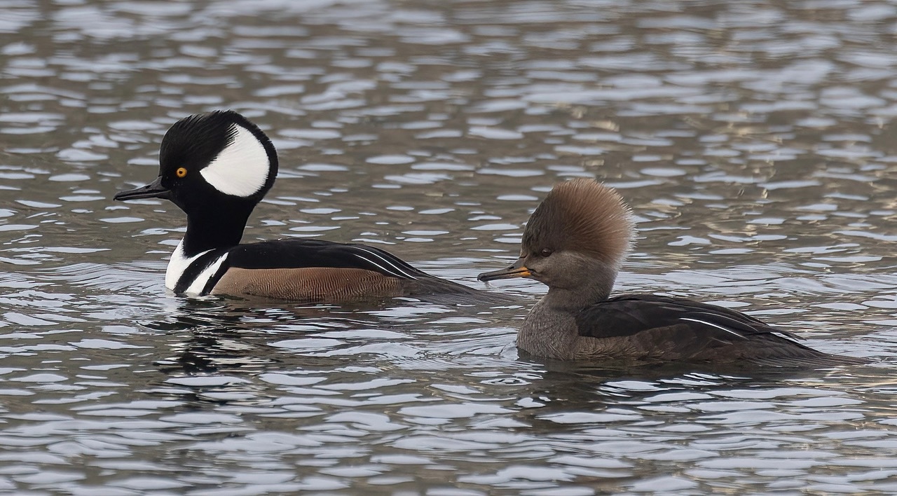 Hooded Mergansers, photographer, Chuck Gates