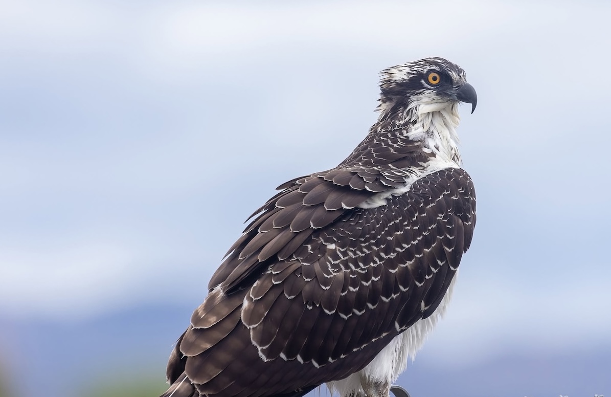 Osprey, photo by Chuck Gates