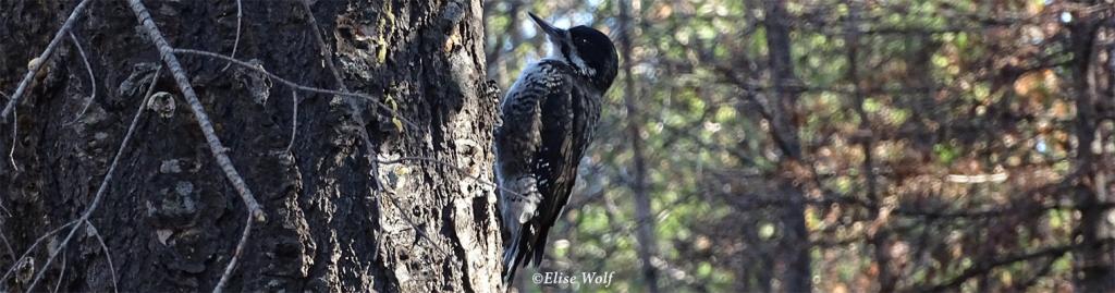 woodpecker